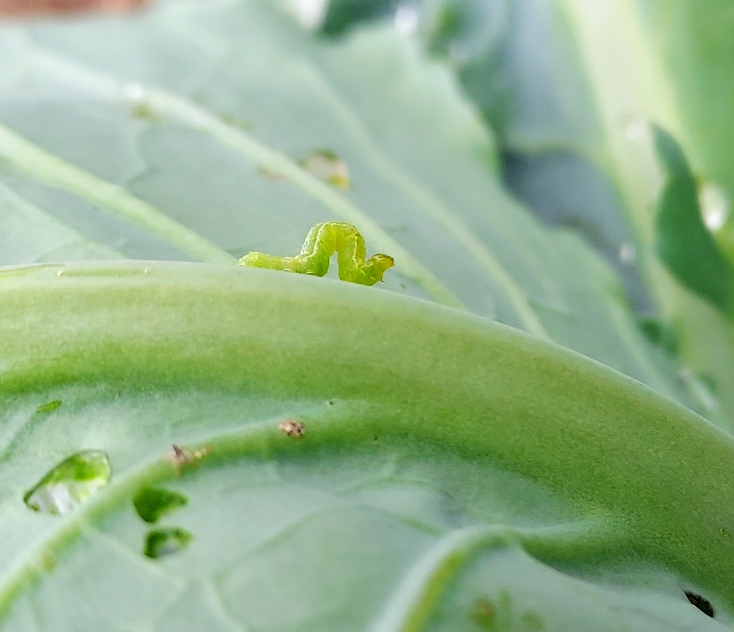 Cabbage looper on a leaf.